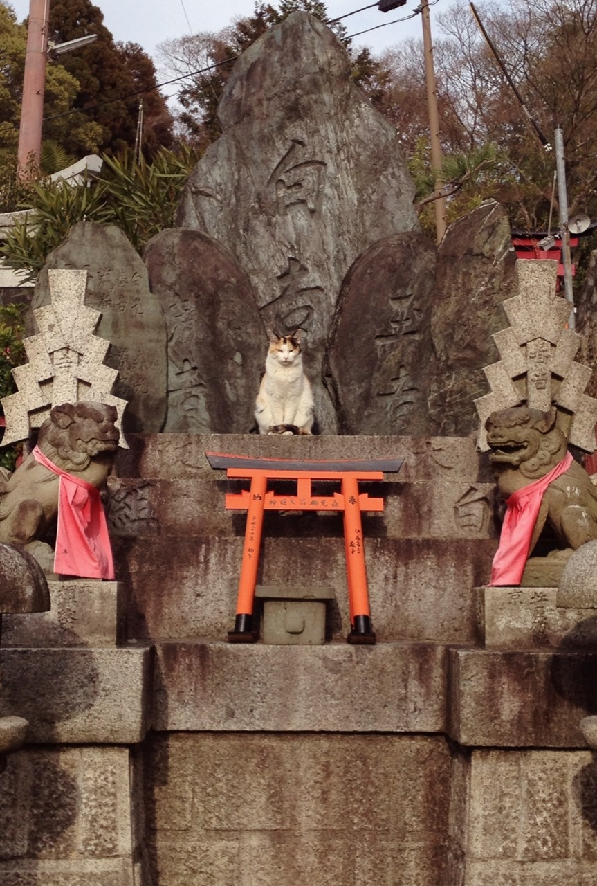 mercury-mouth:
“we visited fushimi inari today which was incredible & i think i may have met an actual kami~
”