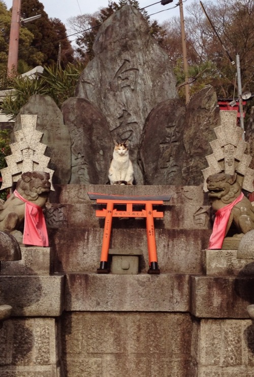 mercury-mouth:we visited fushimi inari today which was incredible &amp; i think i may have met a