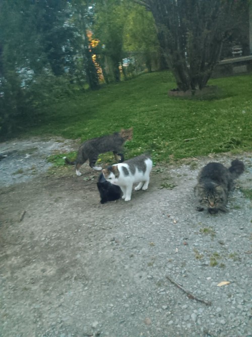 Neighborhood Cats (III)