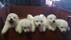 cuteanimalspics:  White Swiss shepherd pups, turn 8 weeks old next monday :)…