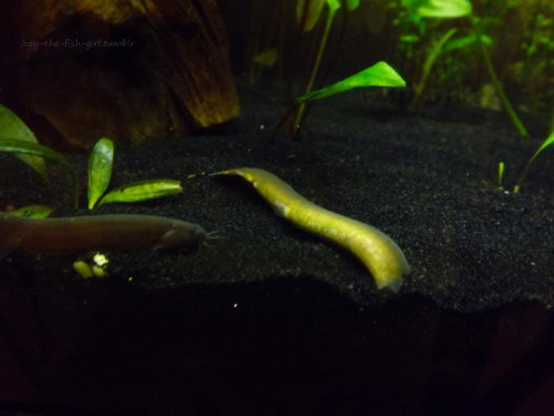 gyppygirl2021:izzy-the-fish-girl:Dafuq? Loaches are strange…. Loaches are truly marvelous creatures.