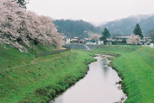 kisuki cherry blossomsBy : Kate Nevens