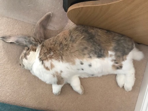 When I flop like this my mum thinks I look like one of those spotty pigs!