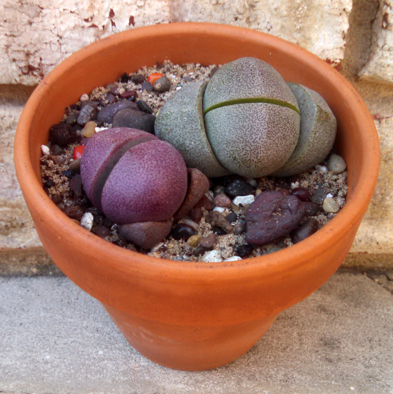Pleiospilos nelii & Pleiospilos nelii ‘Royal Flush’My own personal Pleiospilos nelii & Pleiospilos nelii ‘Royal Flush’ are plants that I have had multiple times… mainly because they have died several times now, but it wasn’t always my fault… A bird...