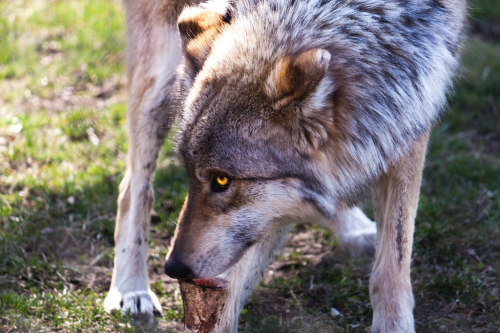 elegantwolves: by Sky Slicer