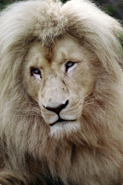 r2&ndash;d2:  White Lion by (katuryn) 