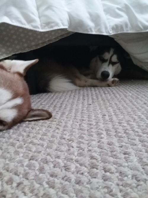 He always wants to hang out under the bed for some reason.