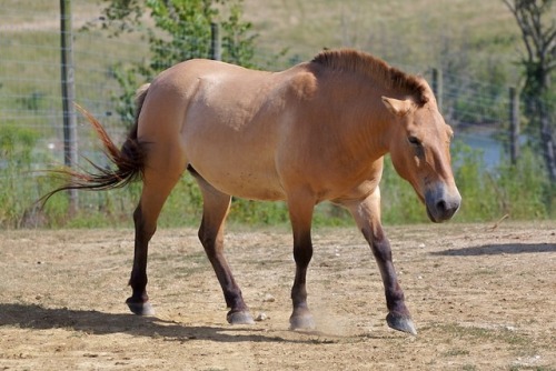 hawkeyetoo: sciencefriday:  Researchers discover there are no more wild horses left anywhere on Eart