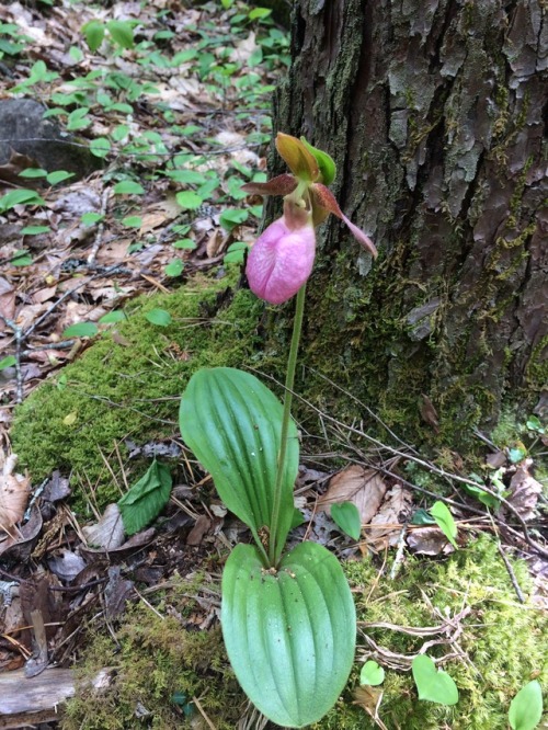 Wild Ladyslipper Orchid(Cypripedium) NC/TN Border on the A.T.Roan Highlands.