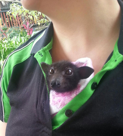 literalmeaning:  boredpanda:Orphaned Baby Bats At This Australian Bat Hospital Are Too Adorable  So bats really do like staying in a cleavage athpluver