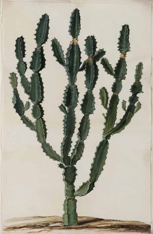 cactus-in-art:Jan Moninckx (Dutch, 1656–1714). Euphorbia.