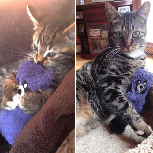 tastefullyoffensive:  Cats and Dogs Growing Up With Their Toys (photos via boredpanda)Previously: Before-and-After Photos of Dogs Growing Up   Complete n utter love for this post. Animals win, everytime.