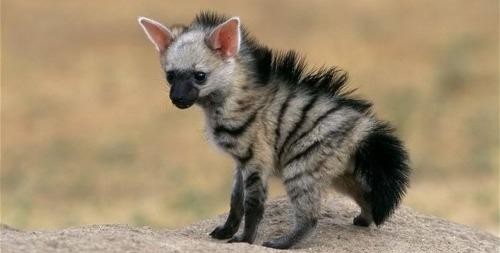 voetry:  cute-overload:  I haven’t seen many Aardwolf cubs around here, I think they’re adorable.  oh m ygod  WHY WASNT I AWARE THIS CREATURE EXISTED?!
