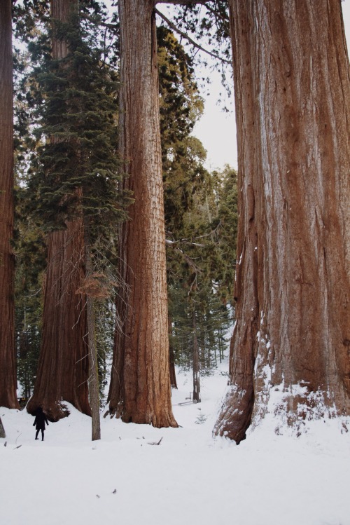 theghostgirls:Spent New Year’s Day with some friendly Giants.