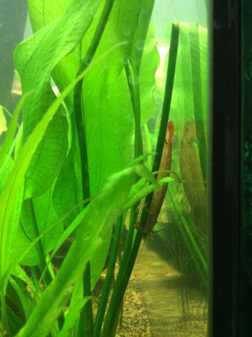 neondragonart: I have been working on a 75 gallon planted aquarium for the past couple months. Havin