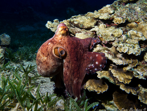 thelovelyseas: Octopus with 2 spectators by Dani Barchana
