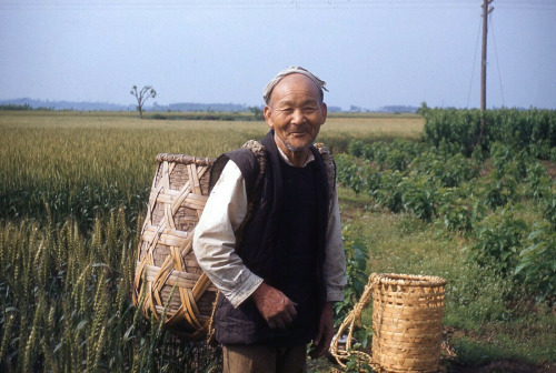 Japanese farmers, 1950s