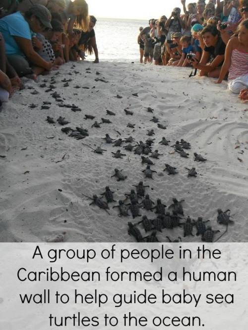 sixpenceee:  Loggerhead sea turtles have been listed as threatened for 35 years due to pollution and