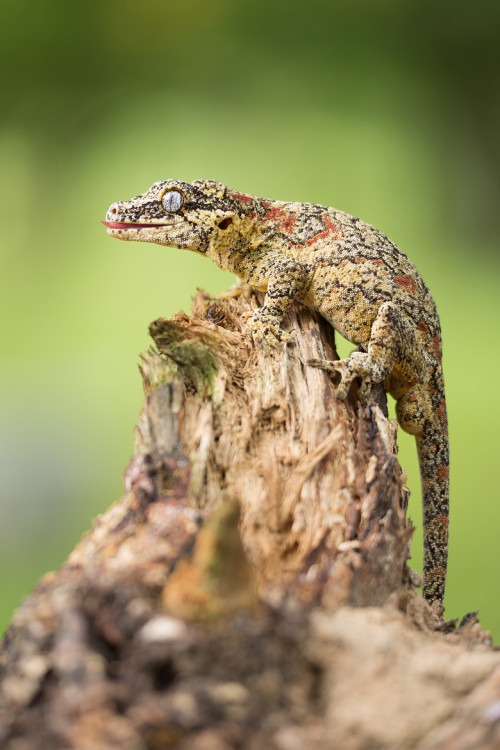 creatures-alive:(via 500px / Gargoyle Gecko by Milan Zygmunt)