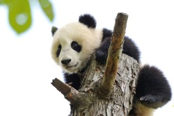 giantpandaphotos:  Fu Bao at Zoo Vienna in