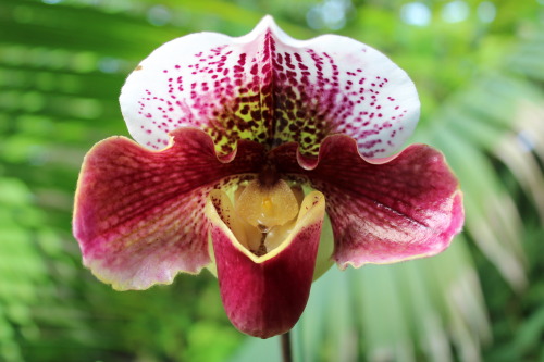 No-ID Paphiopedilum orchid