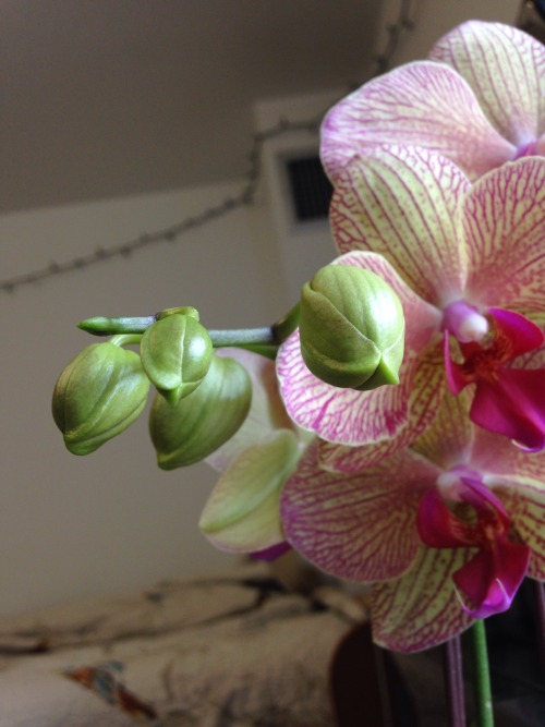 3.10.16 - My orchid finally made it here! Now the trick will be making sure it stays humid + happy. 