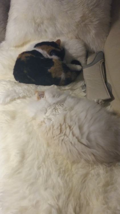 myparentsdidnotplanthis:There are two cats in this picture