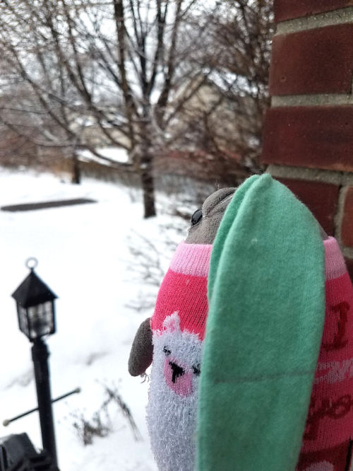 rootedincuteness:Ashleaf braved the cold for a little bit today to catch some snowflakes on her leaf