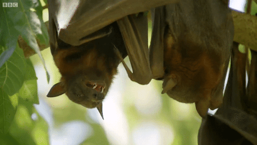 Flying Foxes Vs Freshwater Crocodile | Lands of the Monsoon | BBC Earth (predation tw in the video)