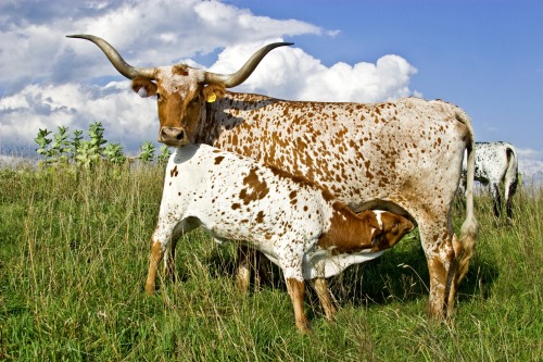 wapiti3: TEXAS LONGHORN CATTLE