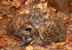 tulipnight:  Lynx Cubs in the Nest by Miha