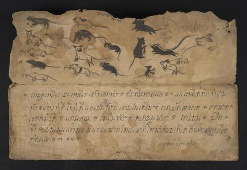 This week, we’re looking at Thai manuscripts.Ms. Coll. 990 Item 9, Thai Astrological and Medical Man