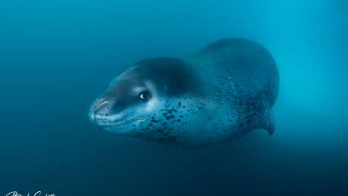 He's So Mustache! My Personal Favorite Is Leopard Seals. I Like Their Faces