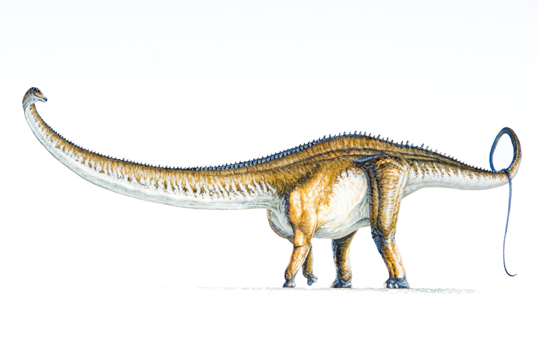 a-dinosaur-a-day:  Barosaurus(BAH-roe-SORE-us) where: Plains of North America when: