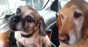reblog-gif:  ♥ Funny Gif Blog ♥ 