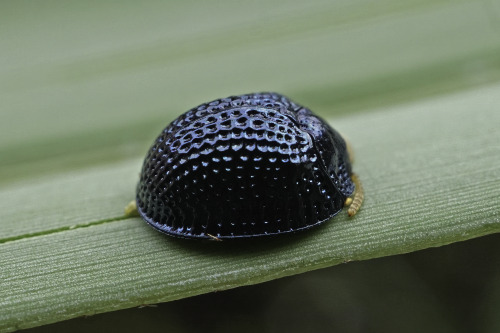 onenicebugperday:Palmetto tortoise beetle, Hemisphaerota cyanea, Chrysomelidae, adults and