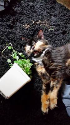 Derpycats:  Olivia Hit The Catnip A Little Too Hard. :) 