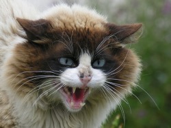 kacyduba:Pictures of Shocked Cats# 8 Freaked