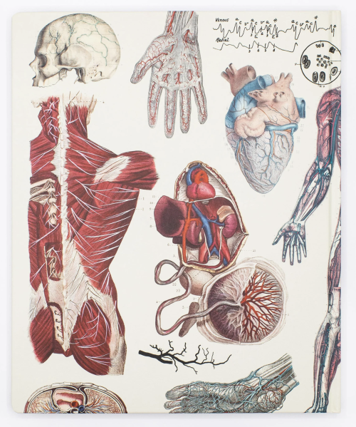 Anatomically Illustrated Notebooksby Cognitive Surplus