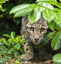 beautiful-wildlife: Clouded Leopard by © Colin