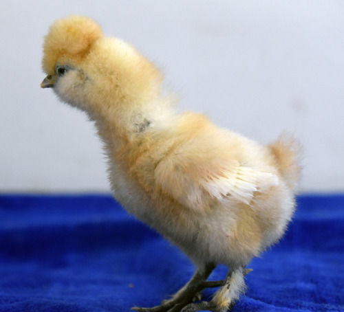 CHICKSSome of the babies from this past week’s hatch©TeenyTinyDinosaurFarm