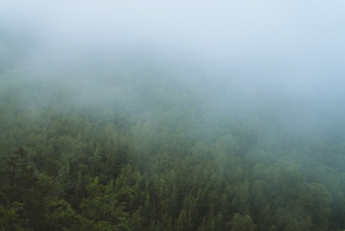 thejeffrose:Foggy Forest Detail