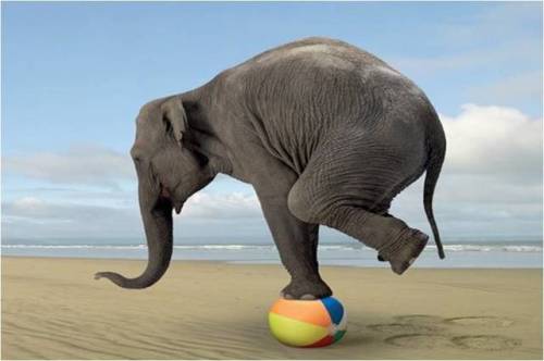 cavegirl66:Elephant on the Beach!