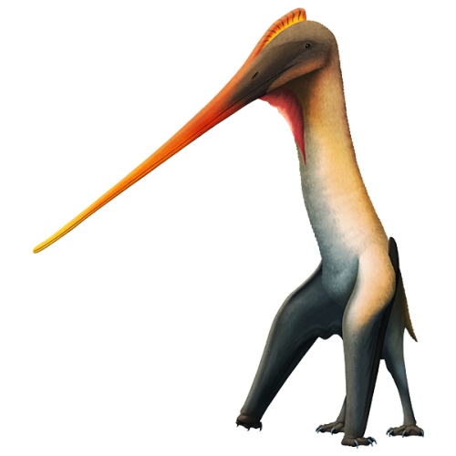 alphynix:Leptostomia begaaensis here is a recently-discovered pterosaur that lived during the mid-Cr