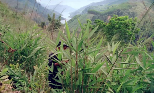 southeastasiancinema:  Nhà Cây (The Tree House) (2019) dir. Trương Minh Quý