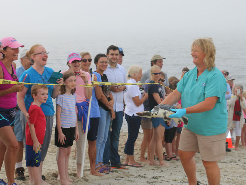 Last Sea Turtle Release of the Year Safe travels, Fuzzy Wuzzy, Peach, Artichoke, Midnight Blue, Copp