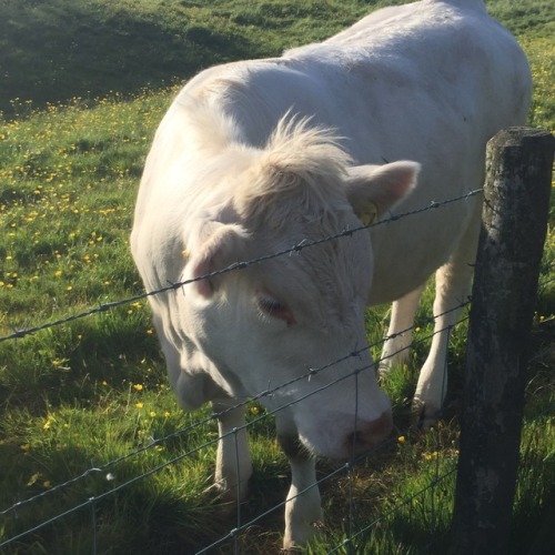 rainyfaerie: i made some friends on a walk earlier