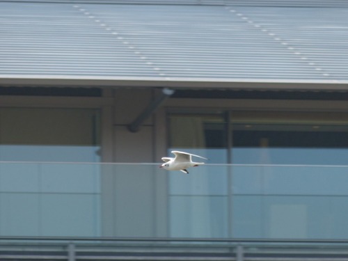 ユリカモメ　black-headed gullTown Birds ～ 街の鳥 ArchiveTown Sparrow ～ 街のすずめ　Archive