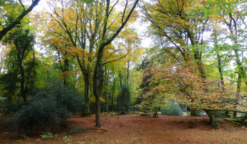 New Forest NP, Hampshire, England by east med wanderer 