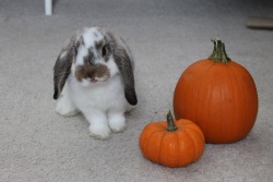 ittybittybunnies:  loveforrabbits:  Phoebe